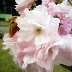 八重桜