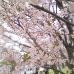 不明桜